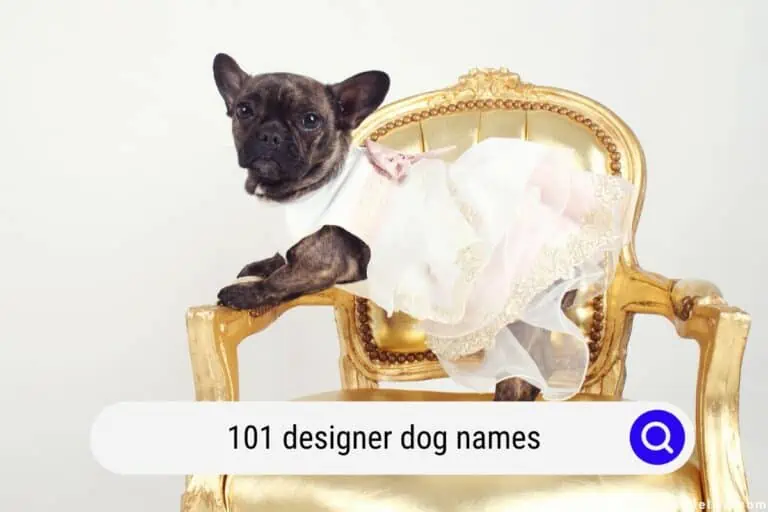 101 Designer Dog Names (Actually GOOD Puppy Names)