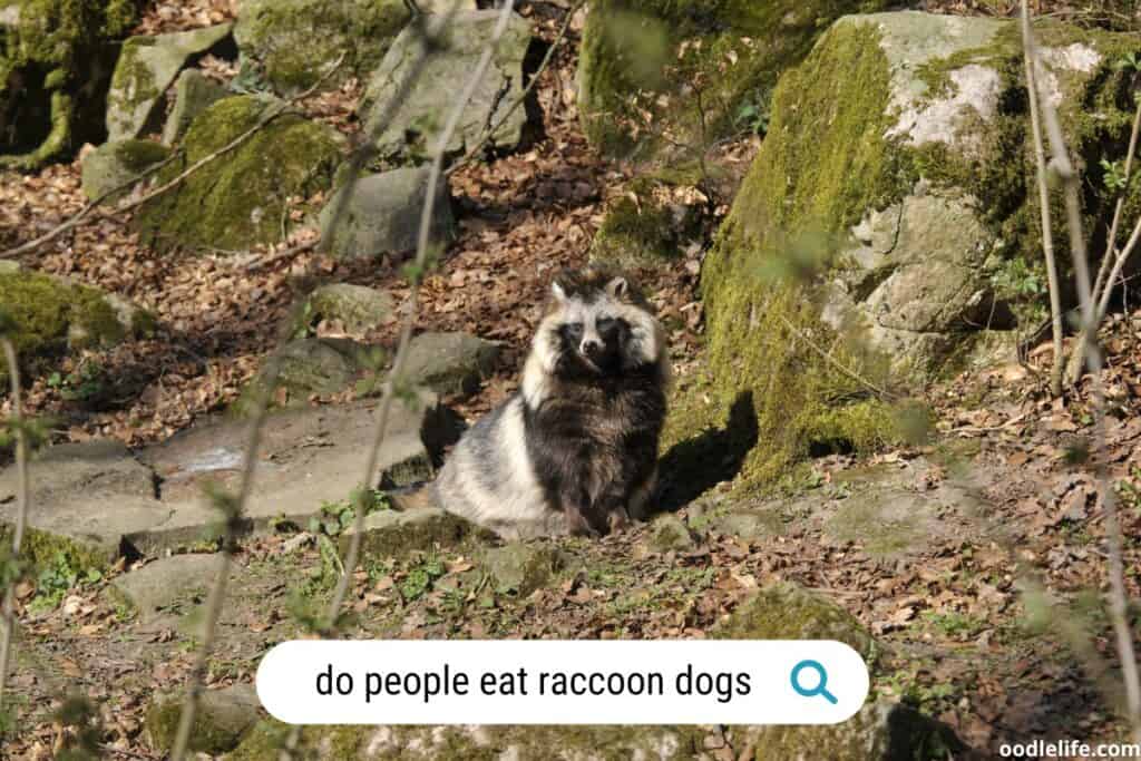 do people eat raccoon dogs