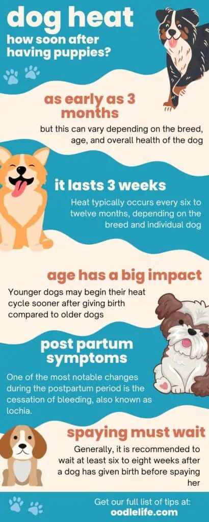 when will a dog go into heat after a litter infographic