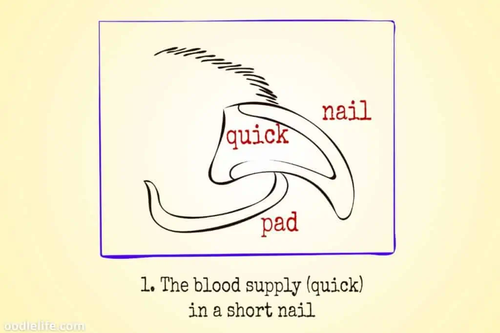 dog nail anatomy diagram