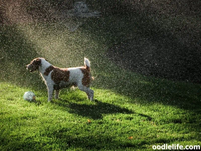 dog stays under the rain