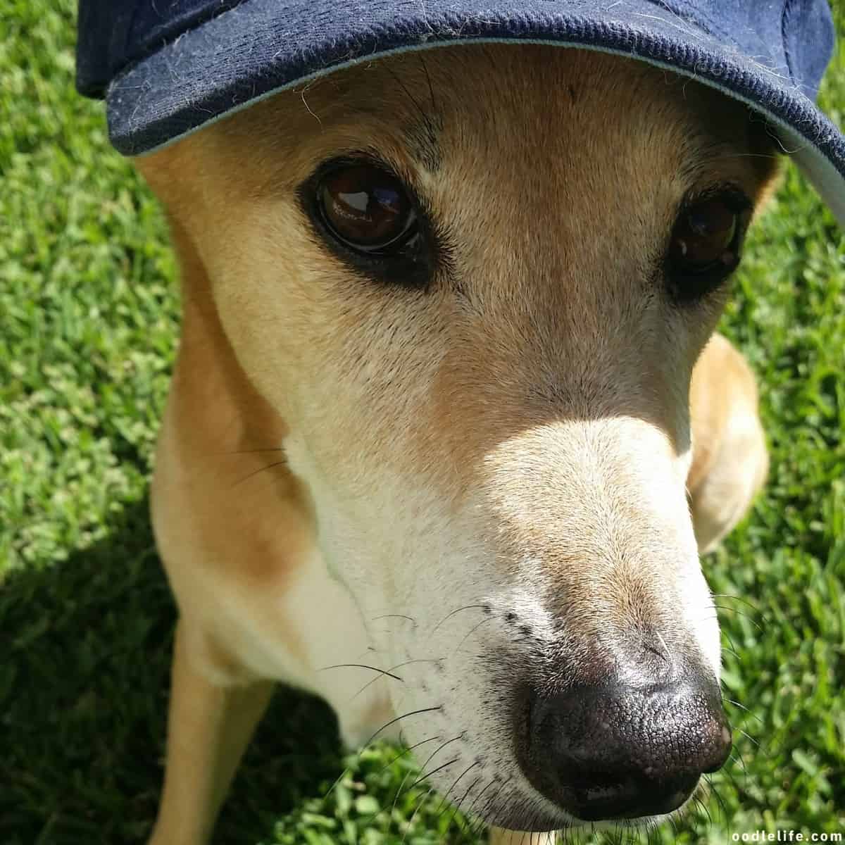 dog wears cap for sun protection