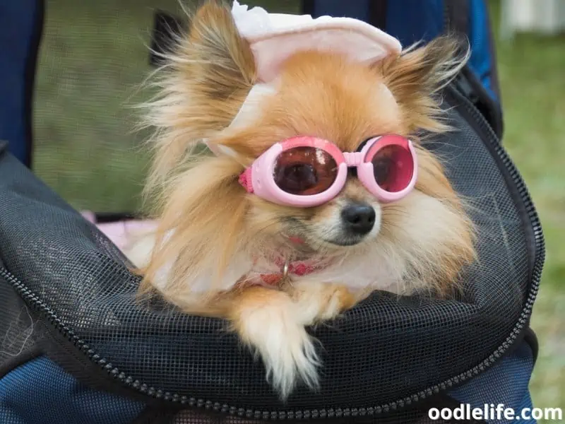 dog with hat and glasses