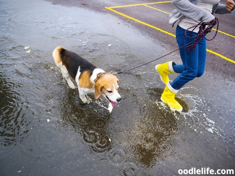 Tips For Walking Dog In Rain Safely Oodle Life