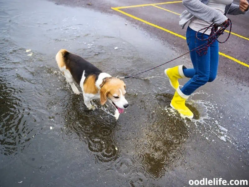 dog with his owner