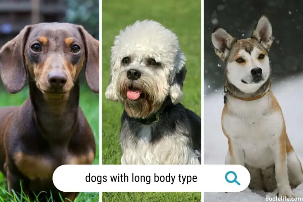 dogs with long body types