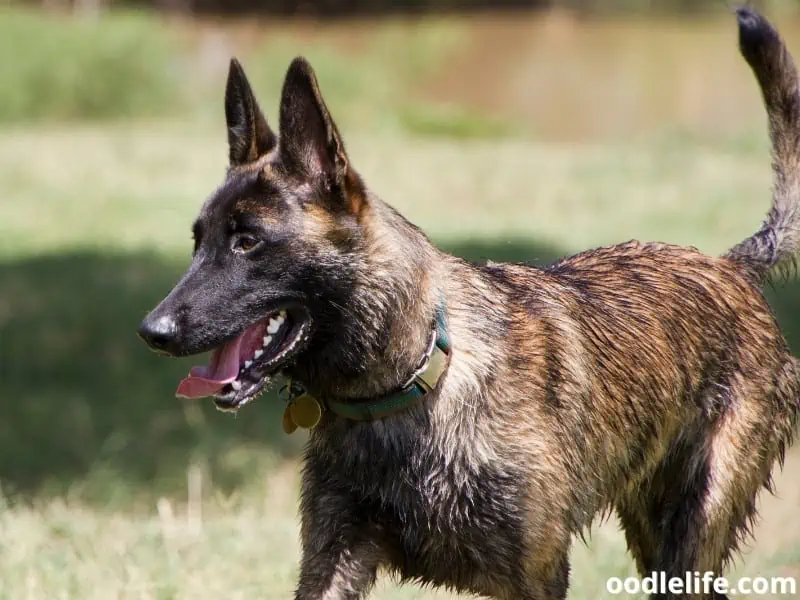 Dutch Shepherd wet outdoors