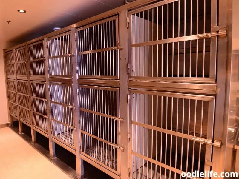 empty steel boarding kennel