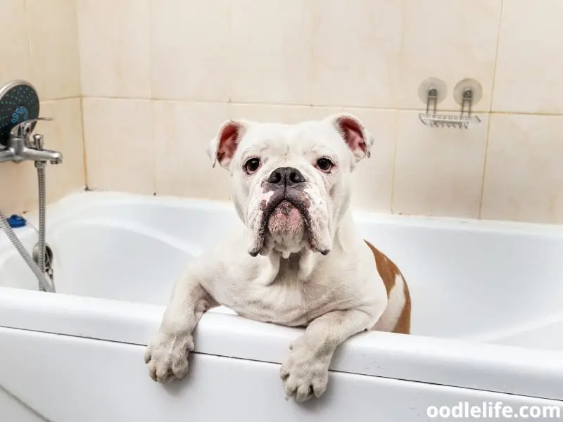 English Bulldog on a bath tub