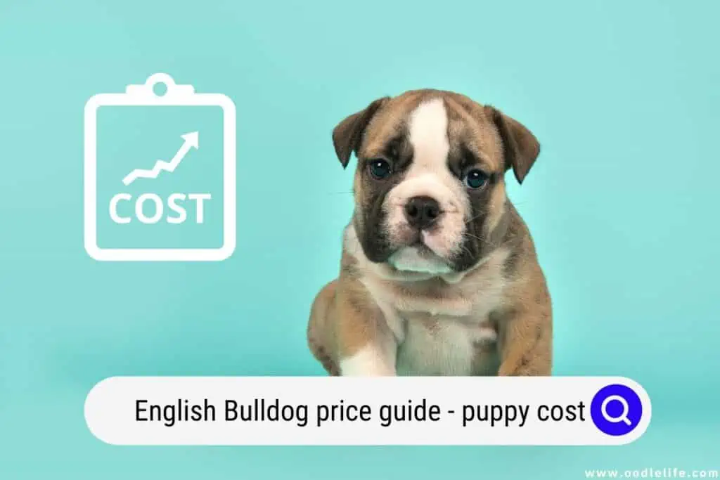 English Bulldog Price