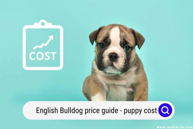 English Bulldog Price Guide (2024 Puppy Cost)