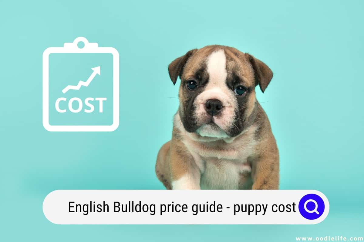 How Many Times We Can Bath A English Bulldog