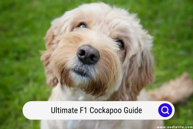 Ultimate F1 Cockapoo Guide (with Photos!)