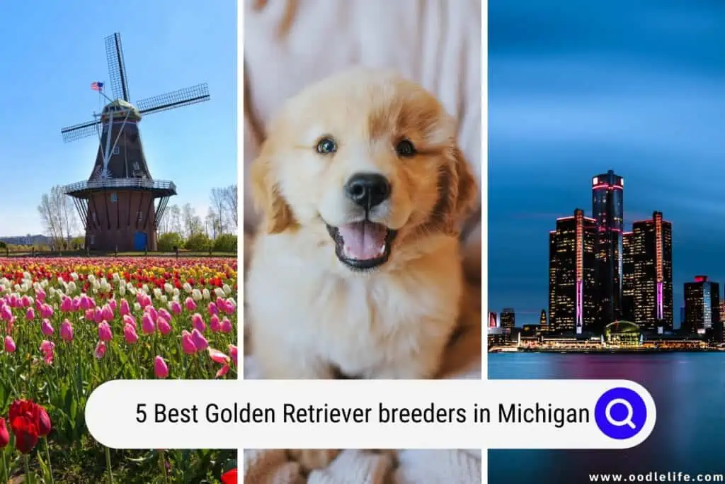 Golden Retriever breeders in Michigan