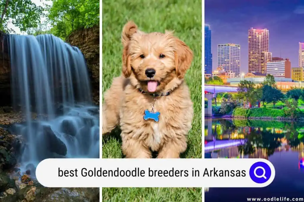 Goldendoodle breeders in Arkansas