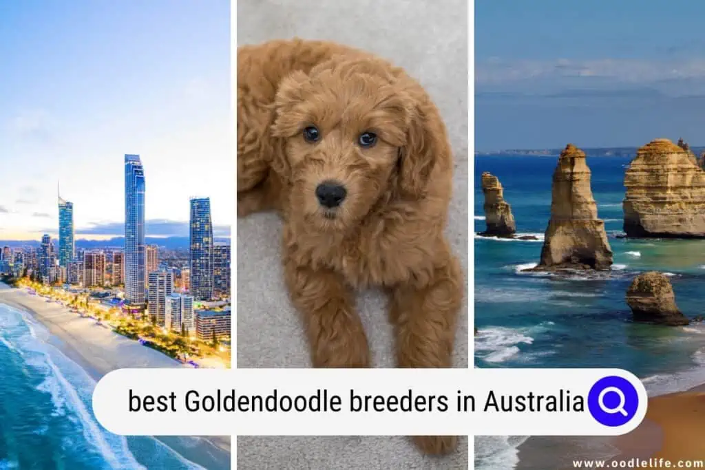 Goldendoodle breeders in Australia