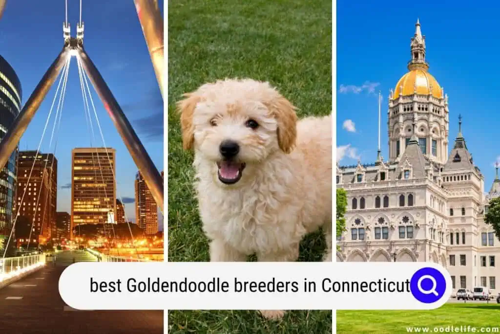 Goldendoodle breeders in Connecticut