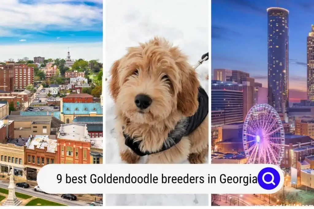 Goldendoodle breeders in Georgia