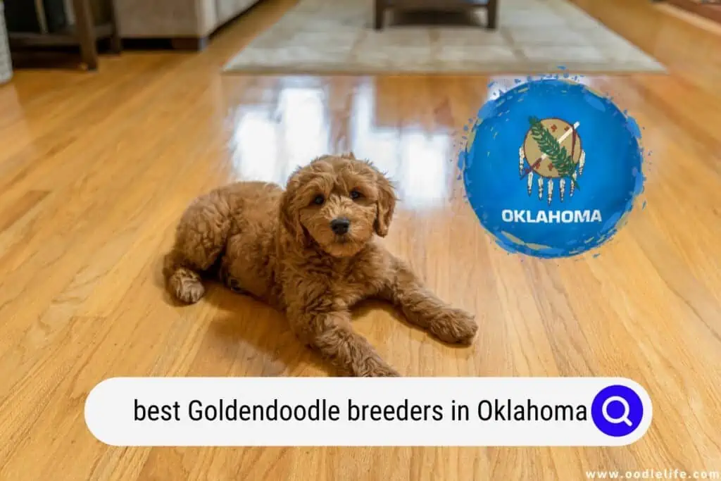 Goldendoodle breeders in Oklahoma