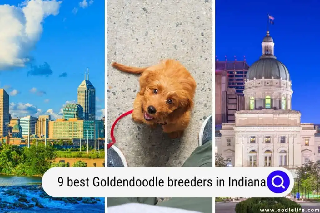 Goldendoodle breeders in Indiana