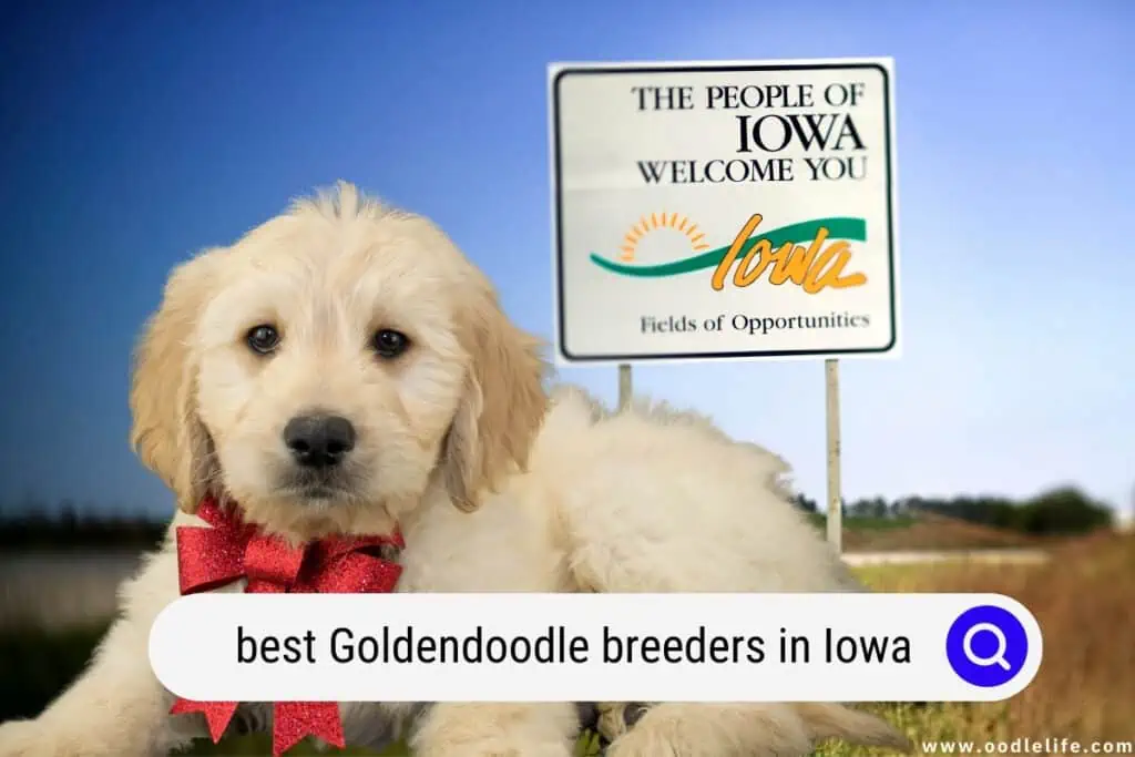 Goldendoodle breeders in Iowa
