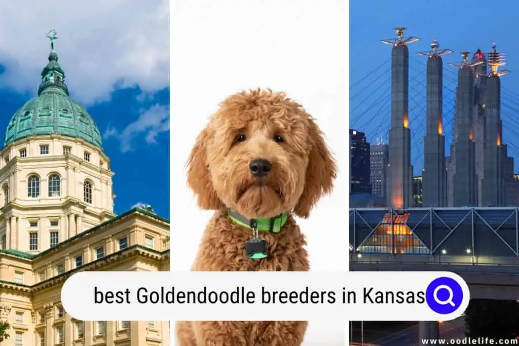 Goldendoodle breeders in Kansas