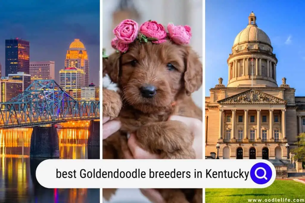 Goldendoodle breeders in Kentucky