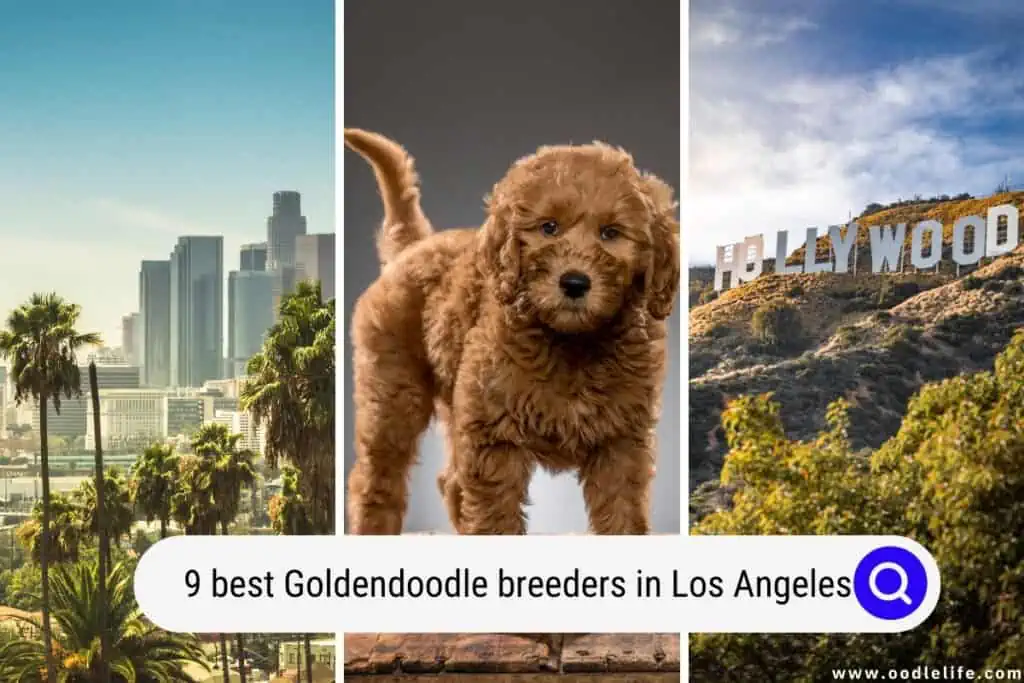 Goldendoodle breeders in Los Angeles