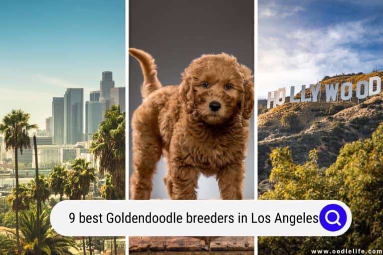 9 Best Goldendoodle Breeders in Los Angeles (2026)