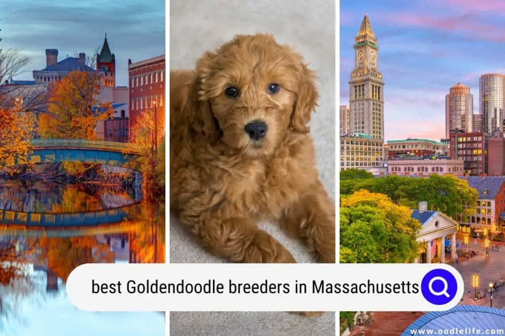 Goldendoodle breeders in Massachusetts