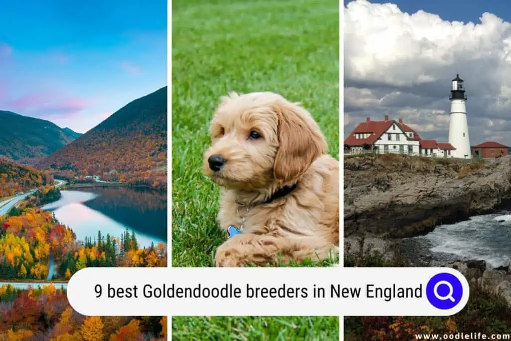 Goldendoodle breeders in New England