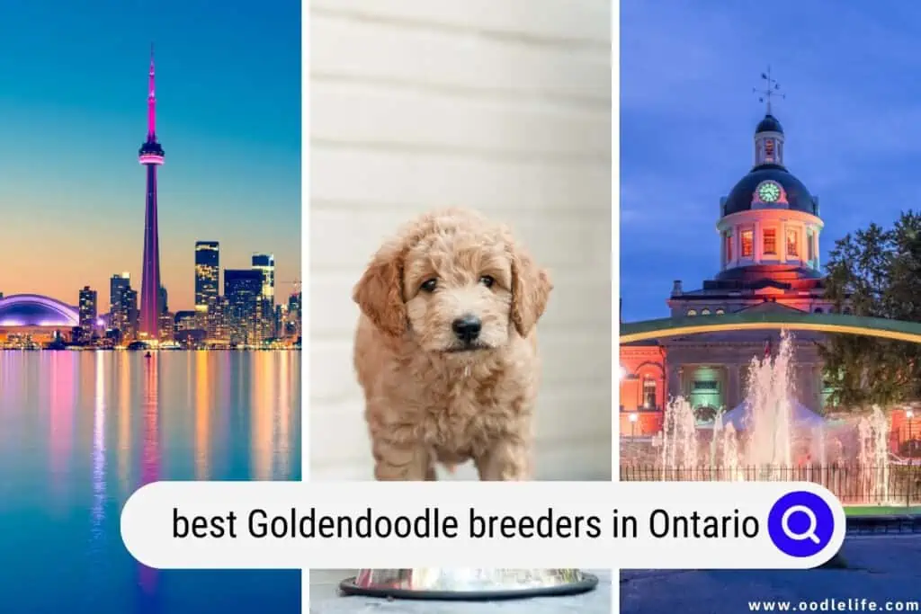 Goldendoodle breeders in Ontario