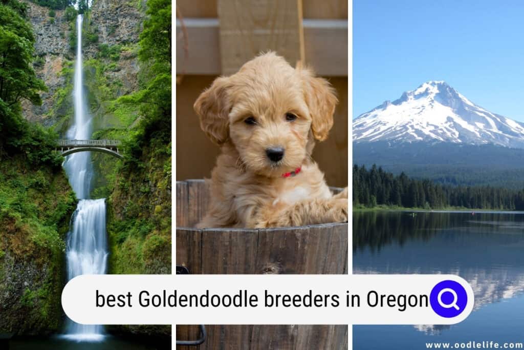 Goldendoodle breeders in Oregon