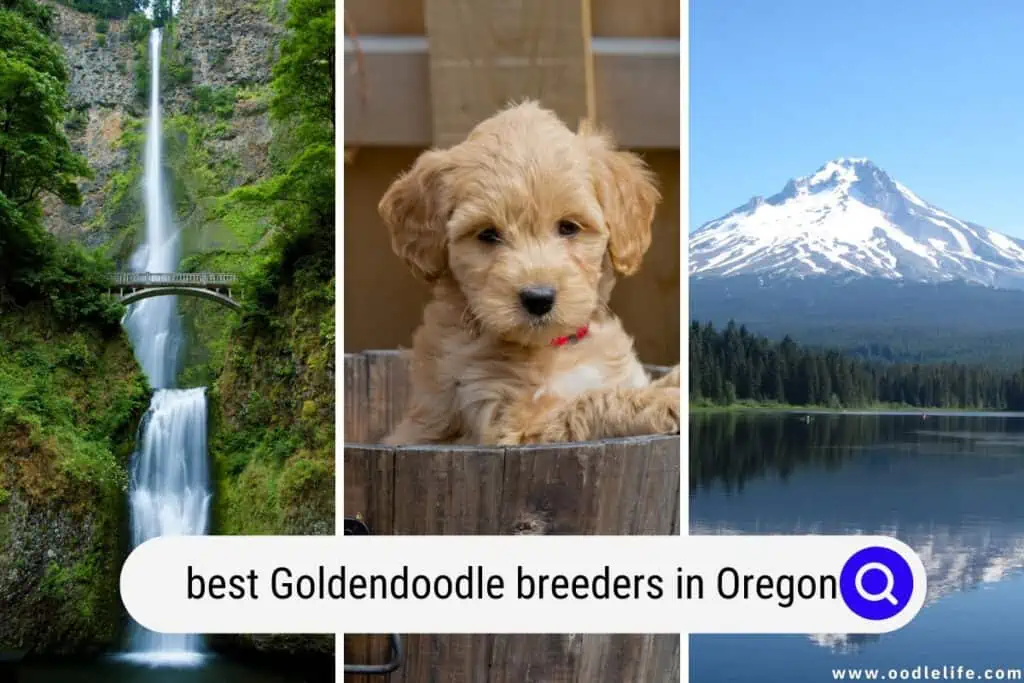 Goldendoodle breeders in Oregon