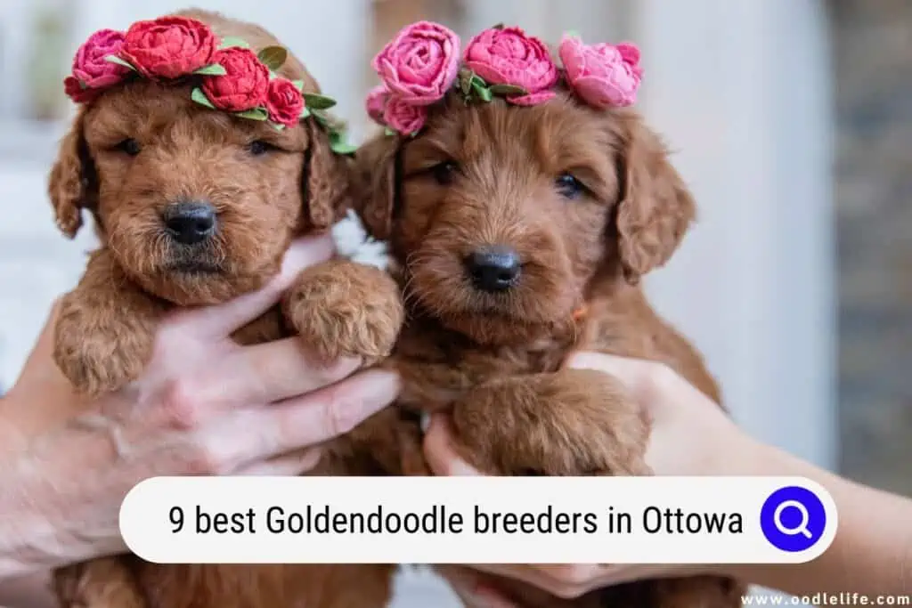 Goldendoodle breeders in Ottawa