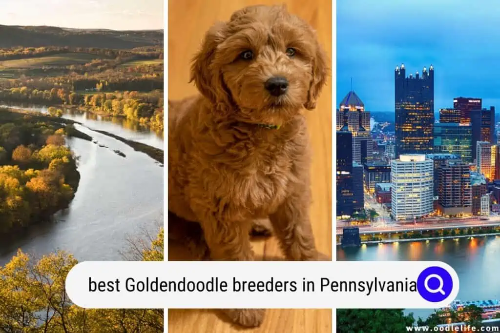 Goldendoodle breeders in Pennsylvania