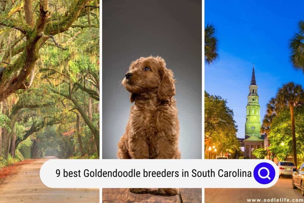 Goldendoodle Breeders in South Carolina