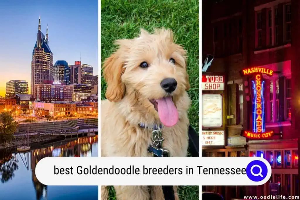 Goldendoodle breeders in Tennessee