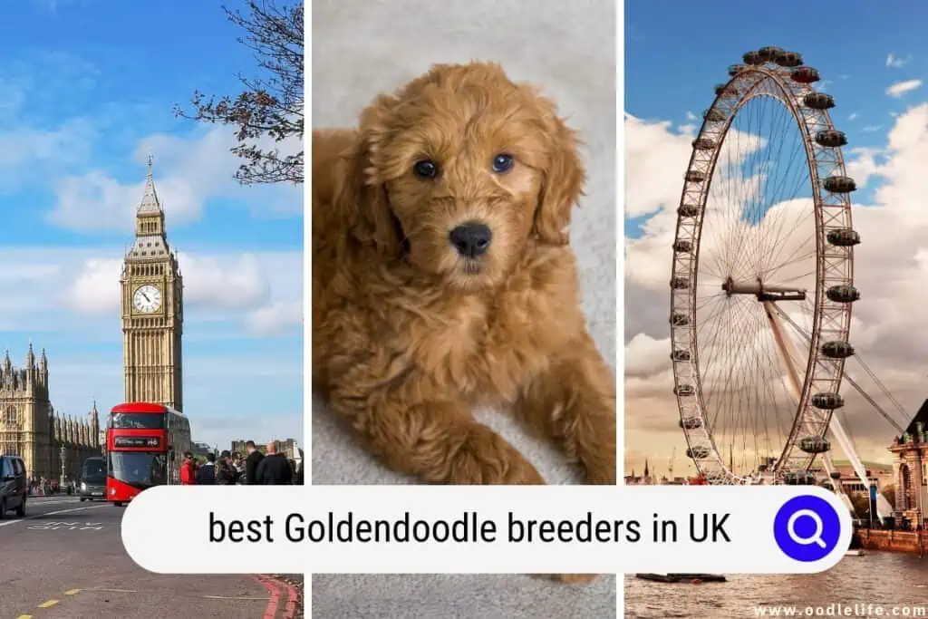 goldendoodle breeders in the UK