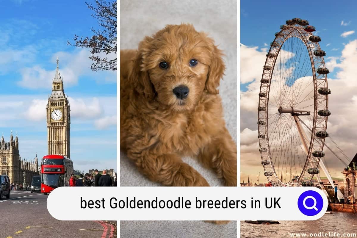 The Best Goldendoodle Breeders In The UK (2024 Update) Oodle Life