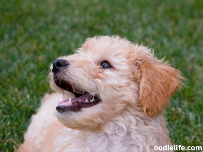 Goldendoodle puppy looks happy