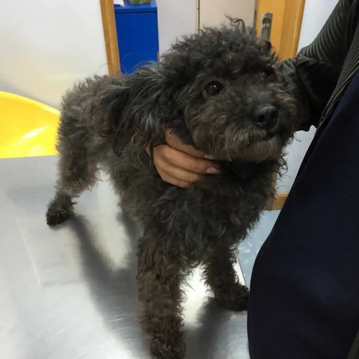 gray Poodle at vet clinic