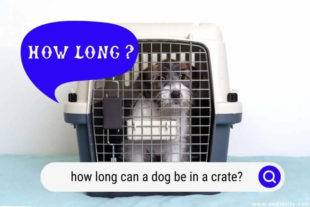 how long can a dog be in a crate