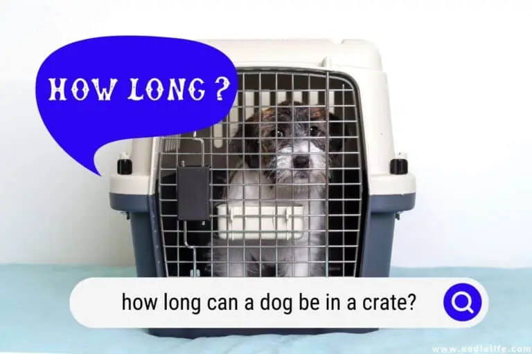 How Long Can a Dog Be in a Crate?