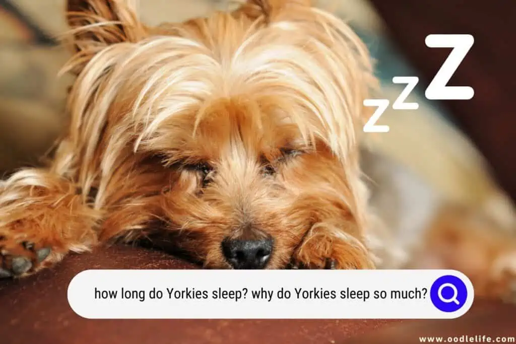 how long do Yorkies sleep