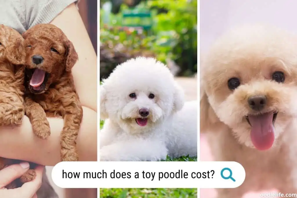 how much does a toy poodle cost