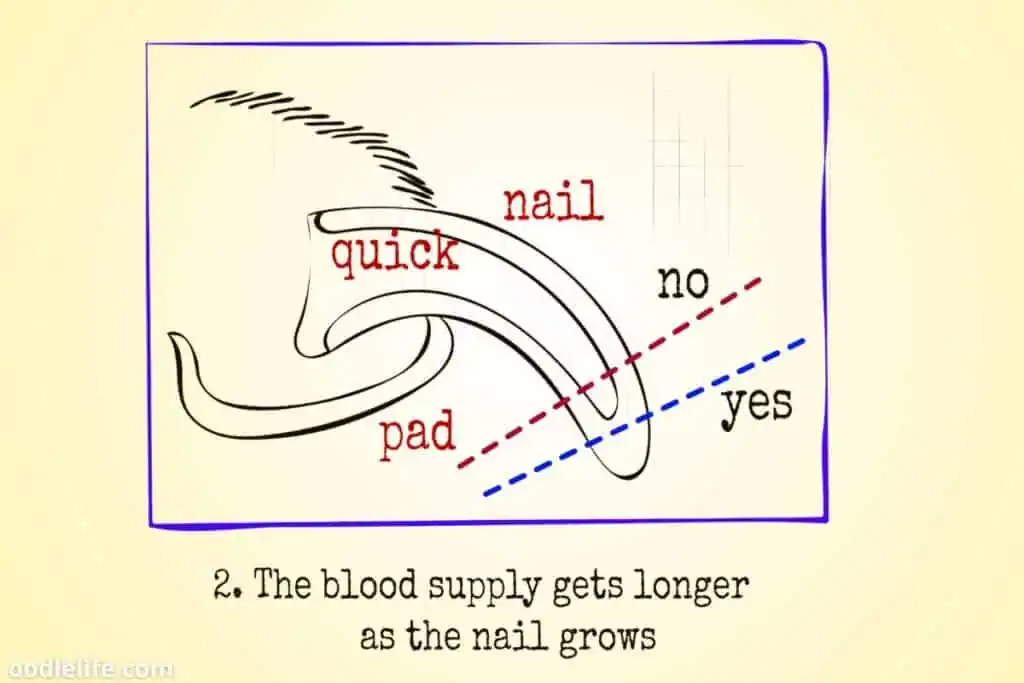 how to cut dog nails