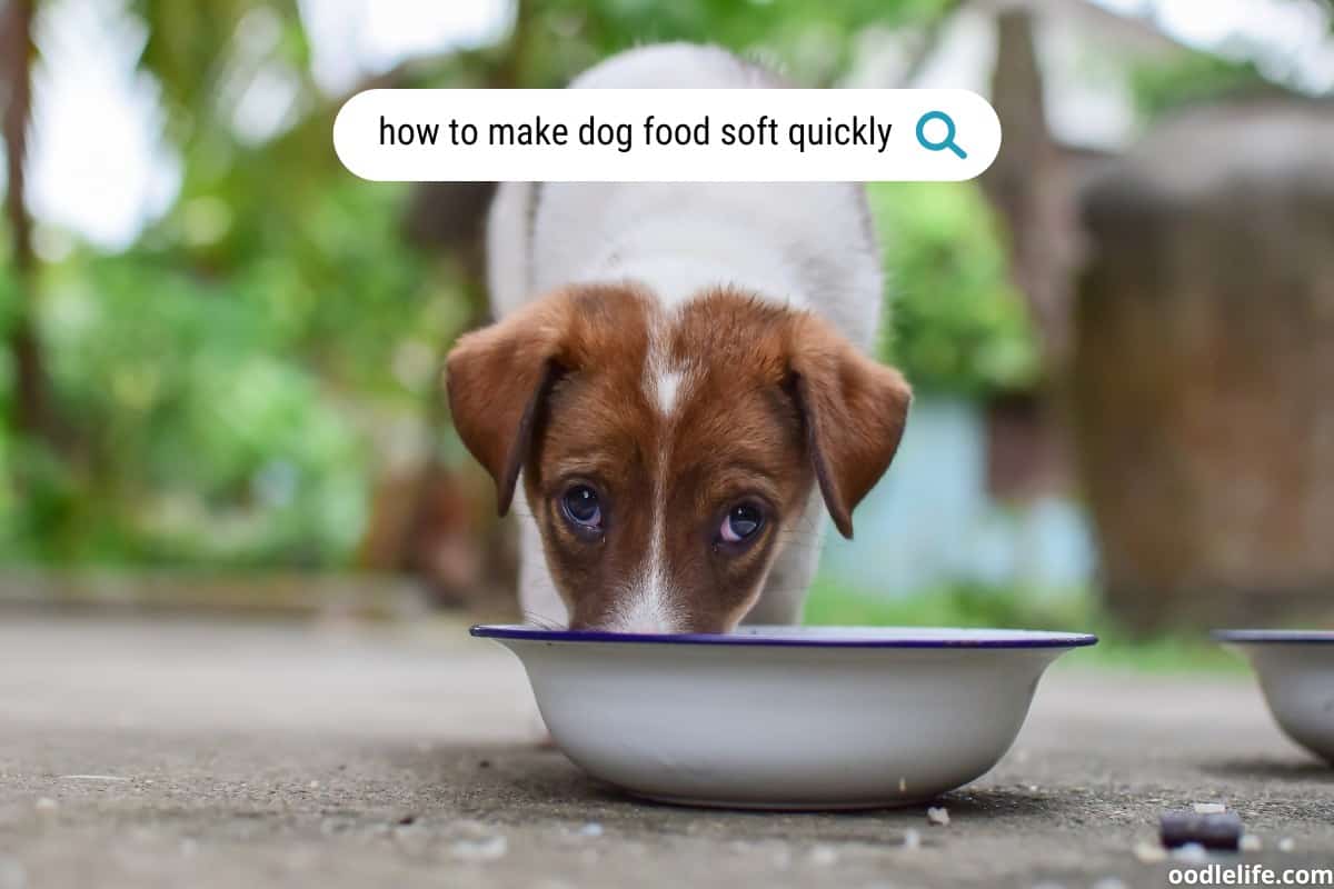 How To Make Dog Food Soft Quickly- Tips For Picky Eaters - Oodle Life