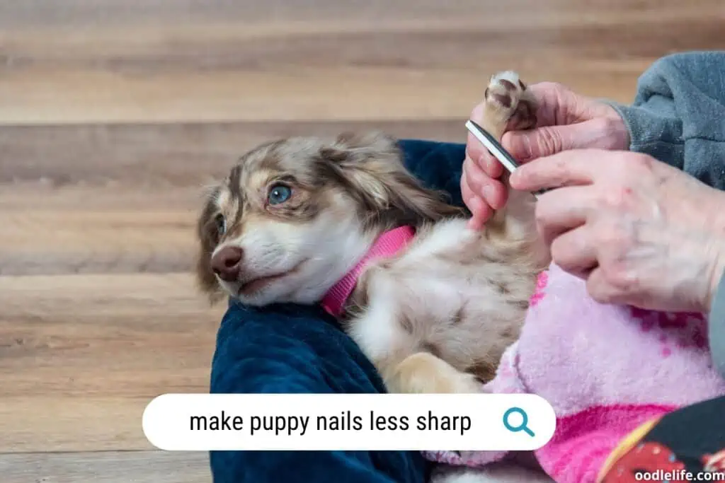 how to make puppy nails less sharp