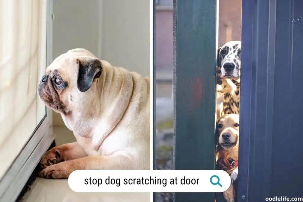 how to stop dog scratching at door